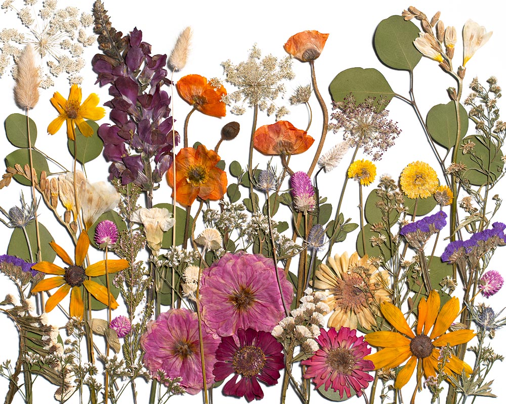 Consider the Wildflowers