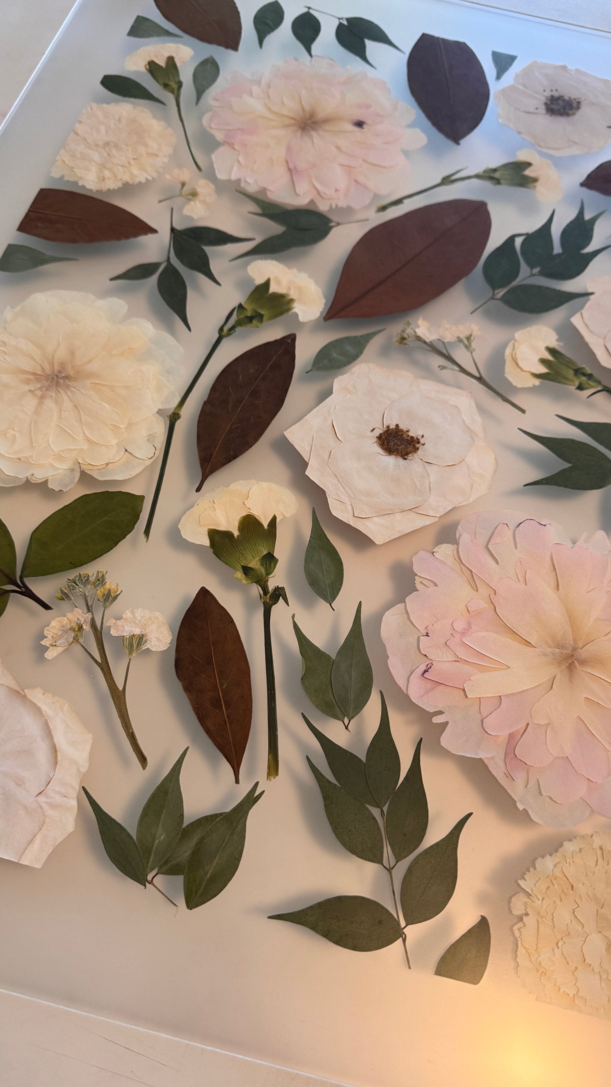 Pressed flowers and leaves between two pieces of glass