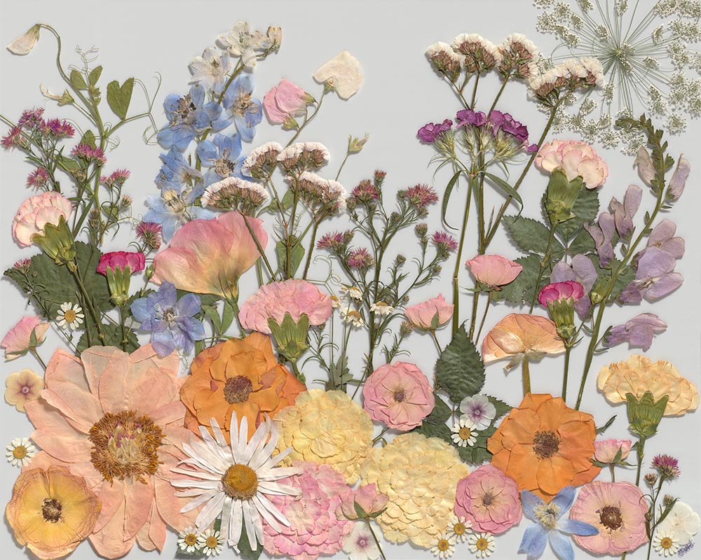 Songs of the Meadow