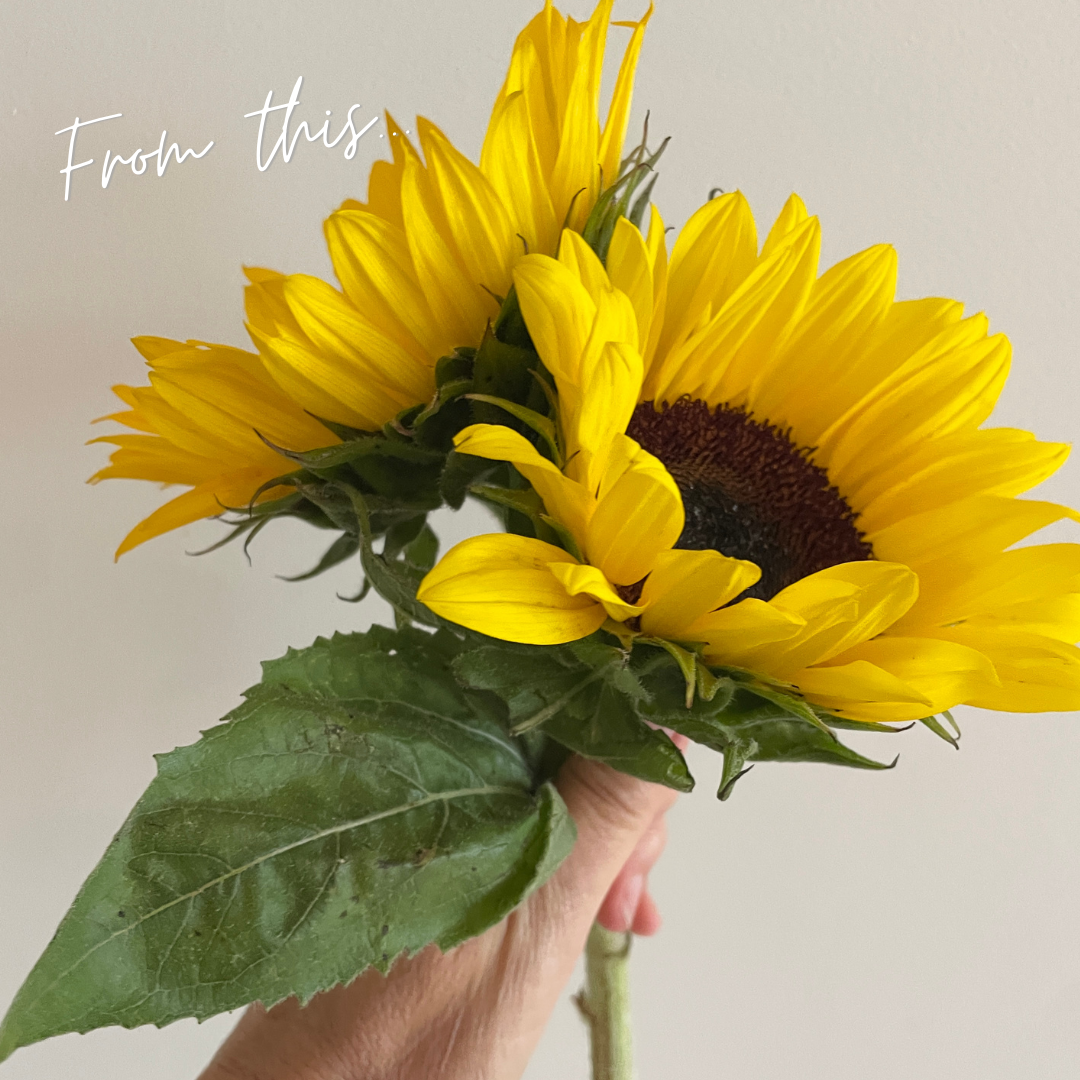 Learn how to preserve a sunflower