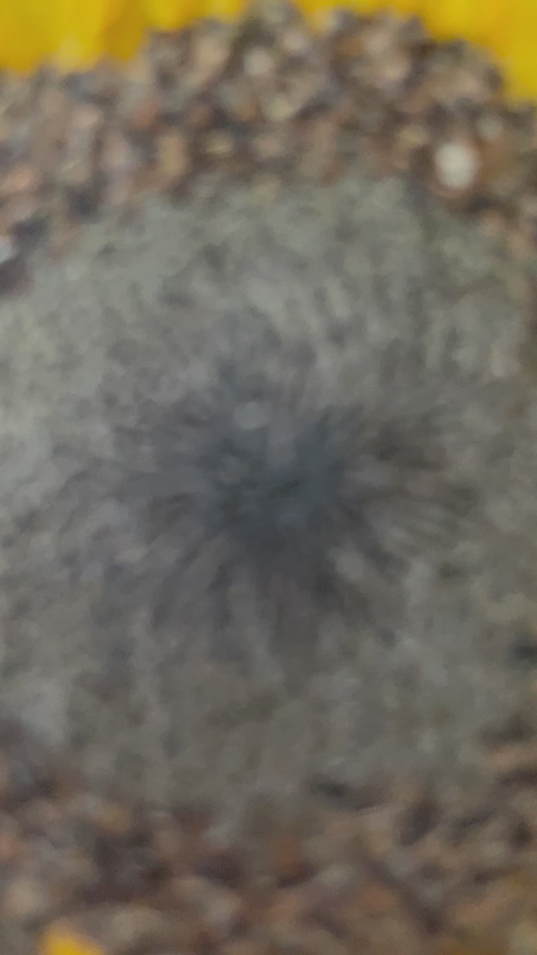 Sunflowers pressed flat, sunflowers preserved