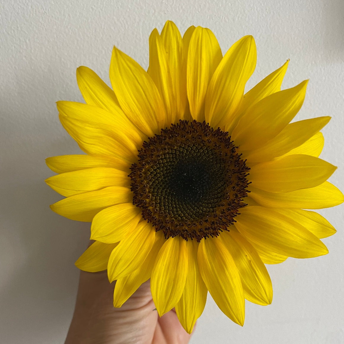 beautiful sunflower