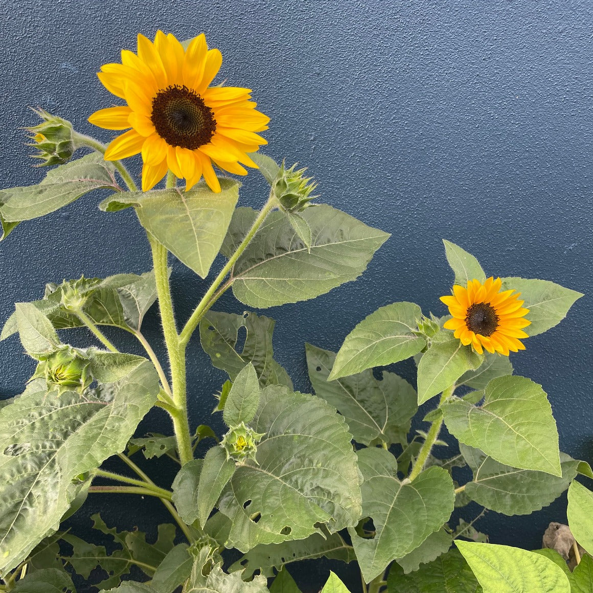 Sunflowers planted in a garden