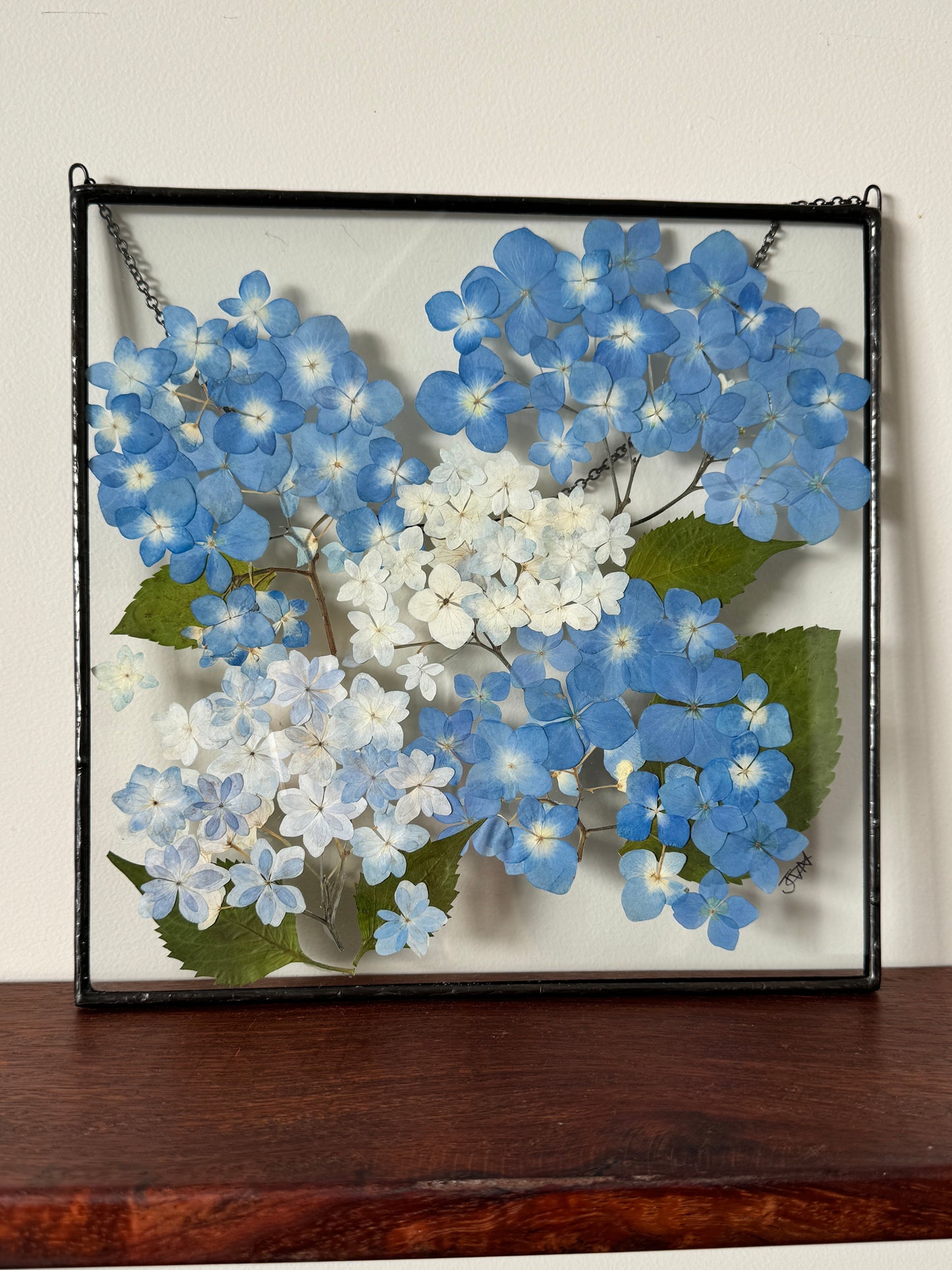 Pressed blue hydrangeas framed in square metal frame