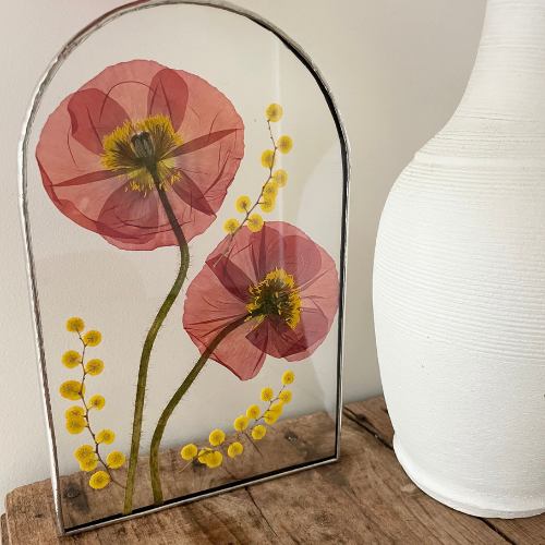 Pressed red poppies and wattle flowers, pressed flowers between glass, 