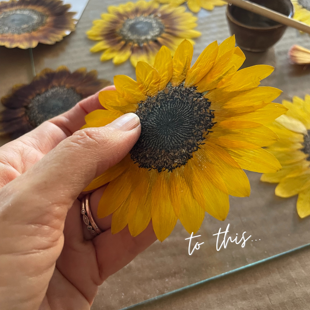learn how to press a sunflower, flower presssing, preserved sunflower