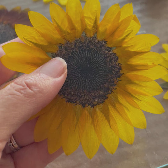 check out how thin a sunflower presses