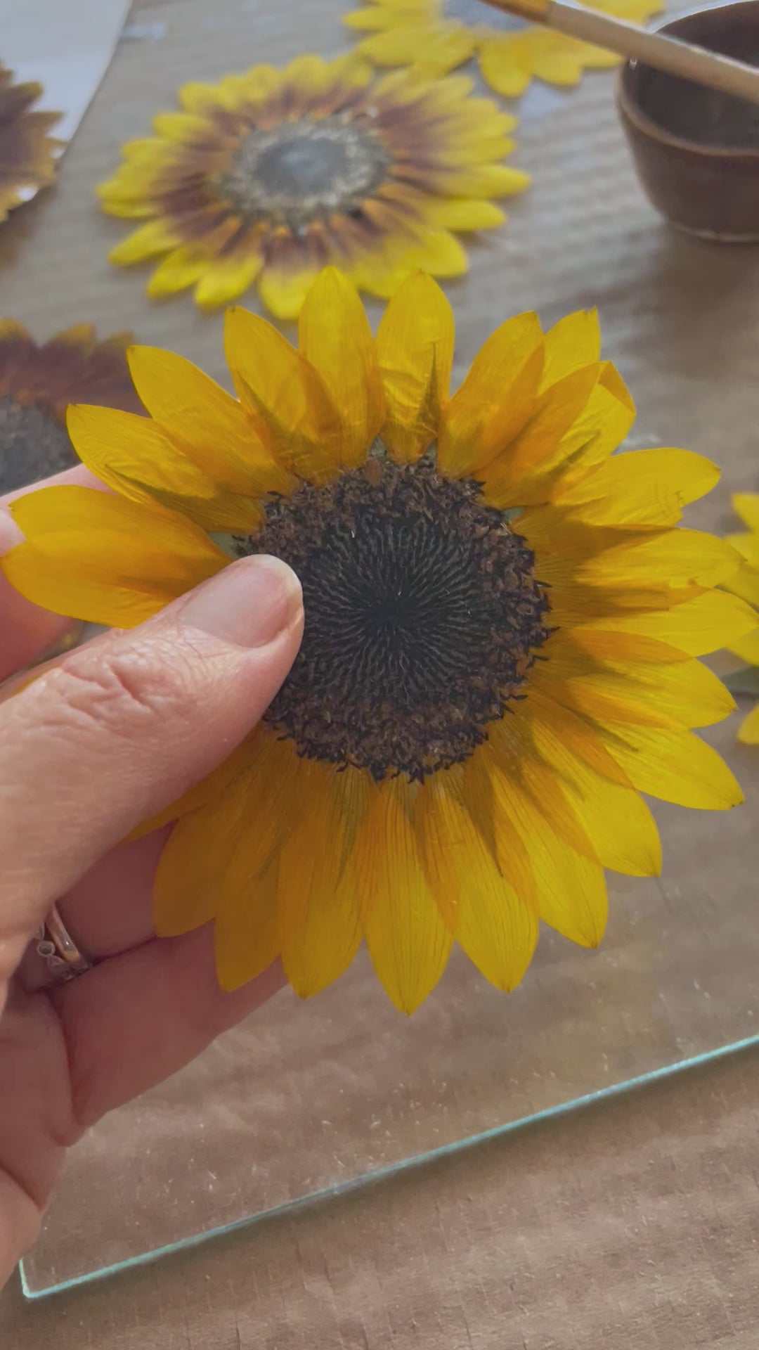 check out how thin a sunflower presses