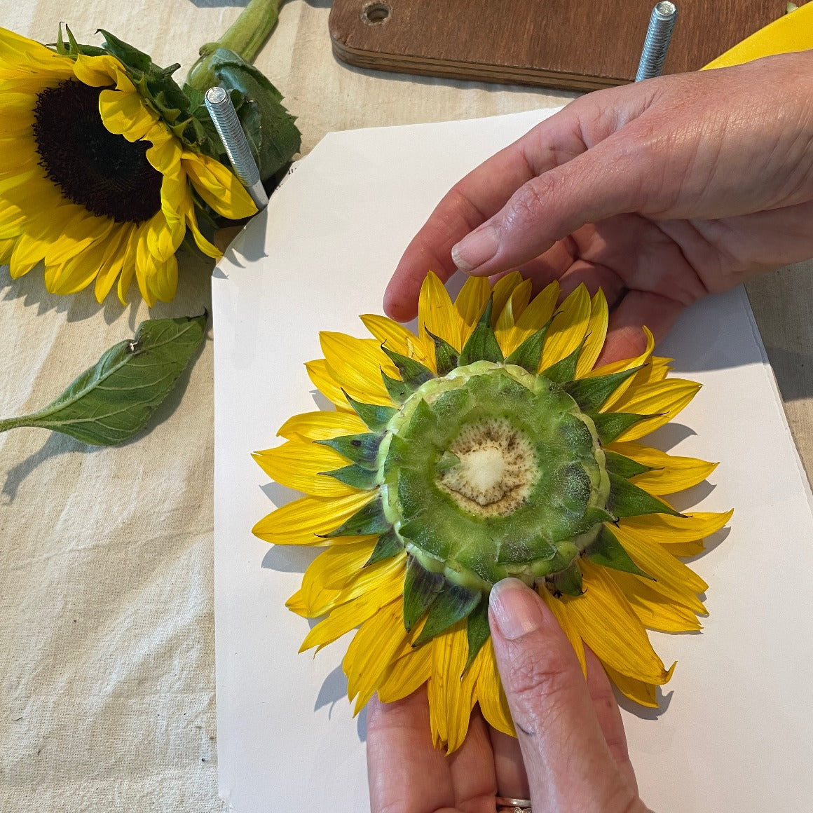 learn how to press a sunflower whole, preserve a sunflower