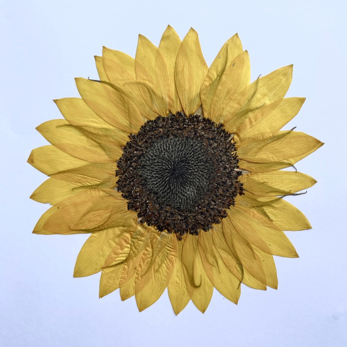 How to press a sunflower whole