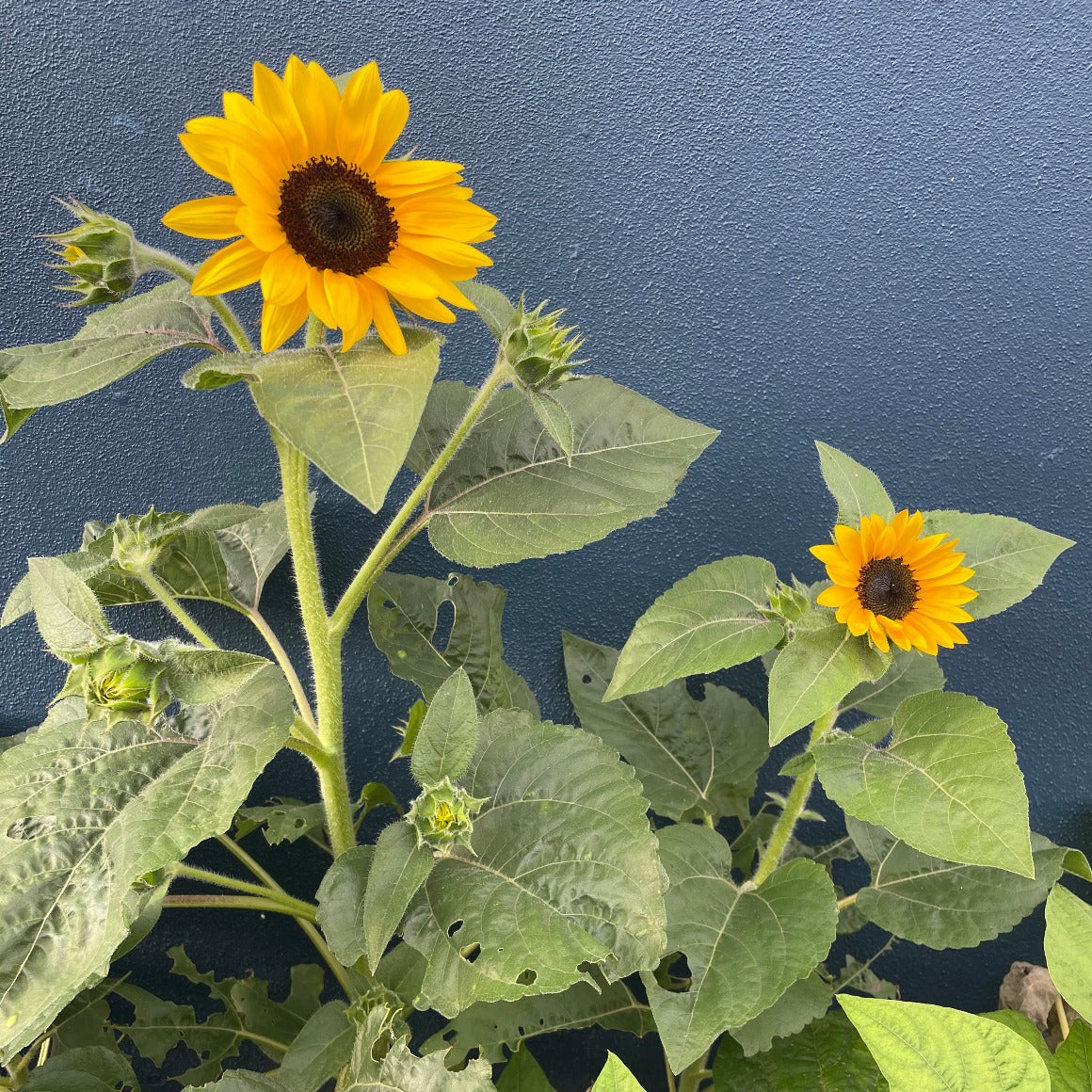 Sunflowers planted in a garden 